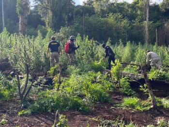 Alto Paraná: Anularon más de 6 toneladas de droga en establecimiento rural